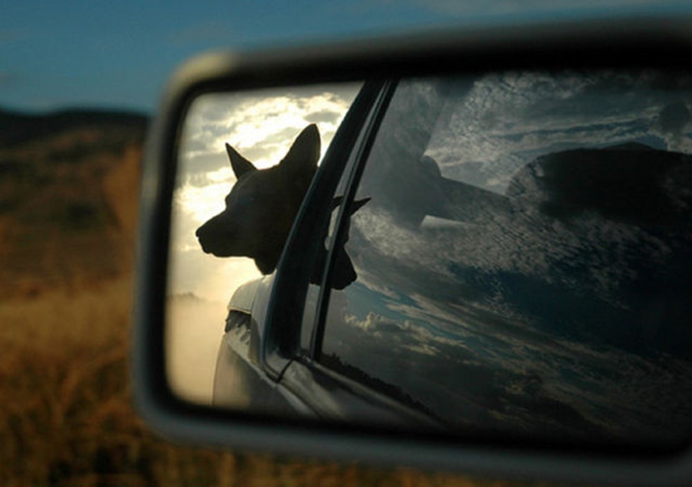 Собака из окна машины. Женщина выглядывает из машины. Собака в окне машины. Выглянул из окна машины. Выглянул из окна машины.