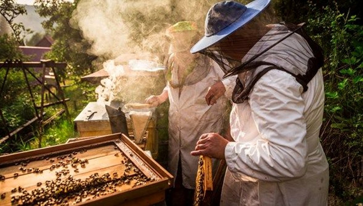 Azalan arı popülasyonu gıda güvenliğini tehdit ediyor