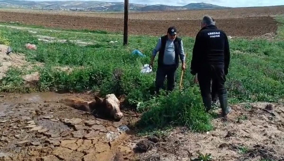Kırıkkale'de itfaiye çamura batan ineği kurtardı